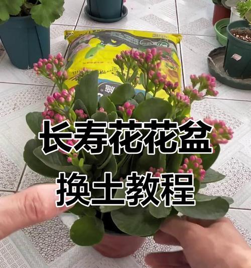 花盆换土的正确步骤是什么？换土后植物如何管理？