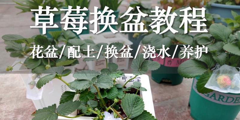 花盆换土的正确步骤是什么？换土后植物如何管理？