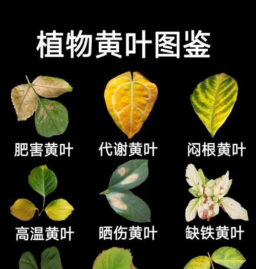 茉莉黄叶的原因及解决方法是什么？