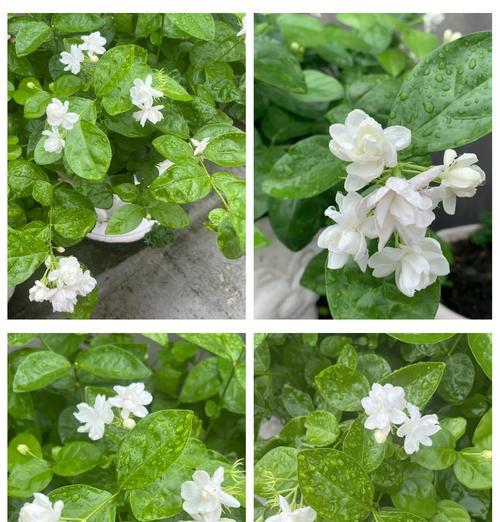 茉莉黄叶的原因及解决方法是什么？