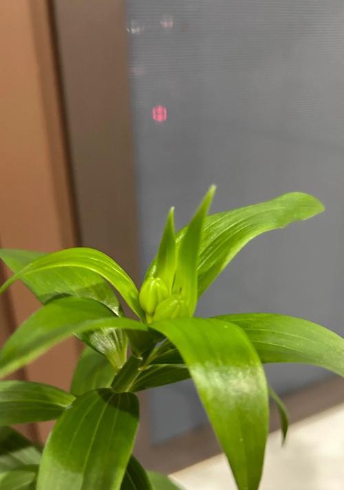 百合花凋谢后植株处理方法是什么？
