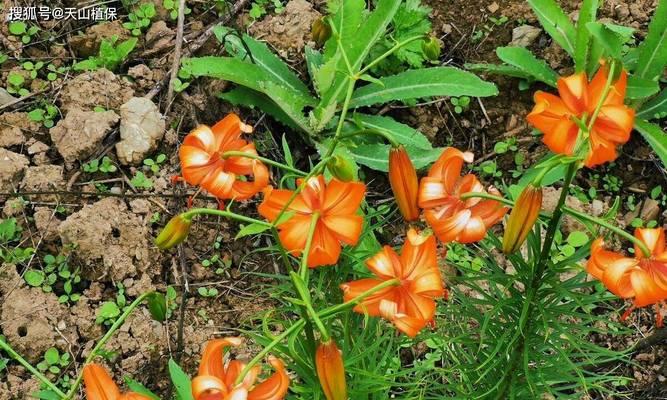 百合花凋谢后植株处理方法是什么？