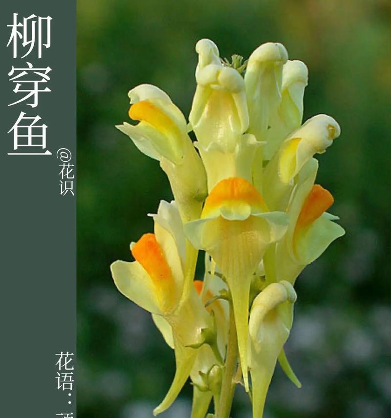 柳树花有什么用？柳树花在传统医学中的应用是什么？