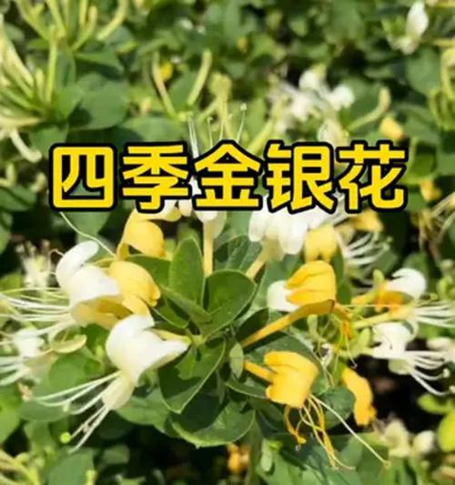 金银花的养殖技巧有哪些？