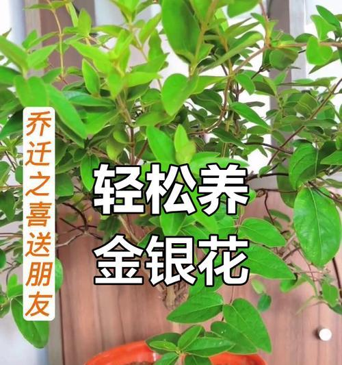 金银花的养殖技巧有哪些？