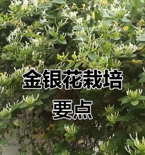 金银花的养殖技巧有哪些？