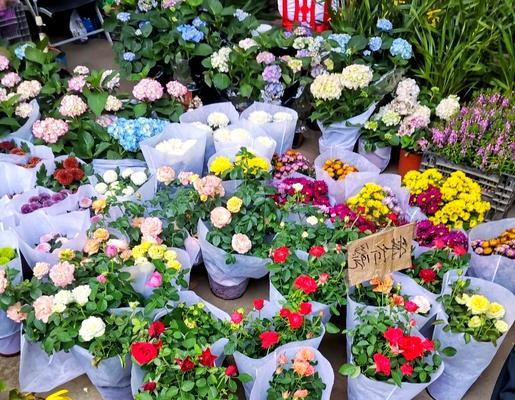 广州花市有哪些花品种？如何在花市挑选花卉？