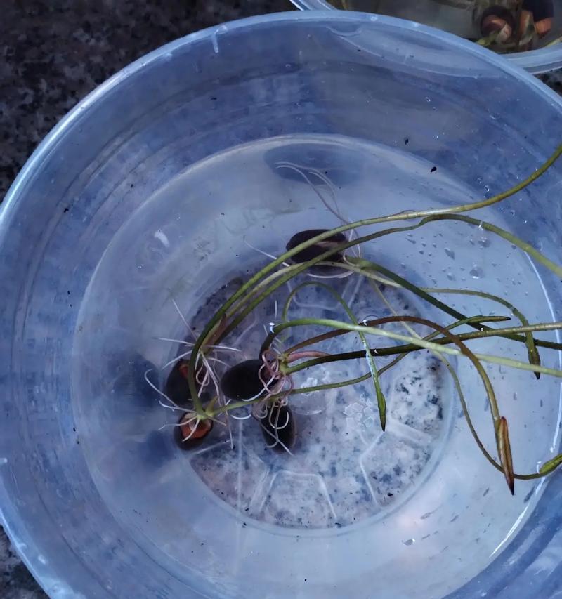 碗莲的最佳种植时间是什么时候？碗莲种植需要注意什么？