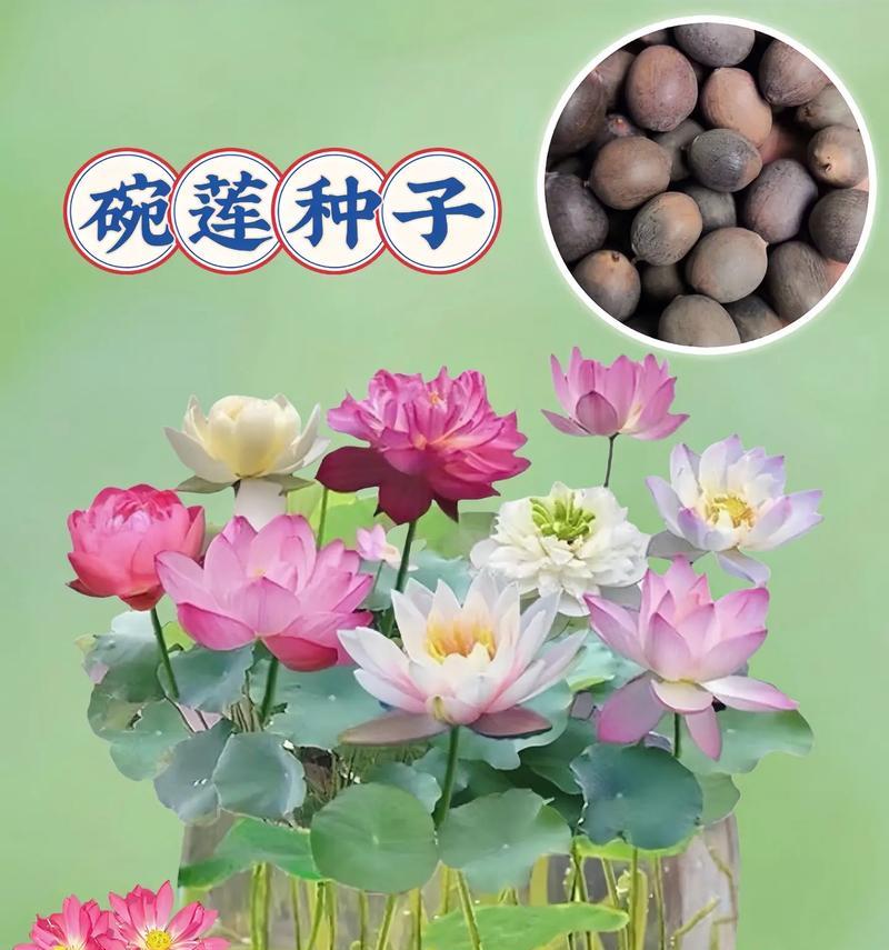 碗莲的最佳种植时间是什么时候？碗莲种植需要注意什么？