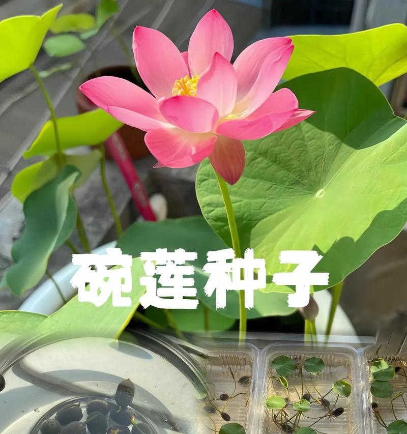 碗莲的最佳种植时间是什么时候？碗莲种植需要注意什么？