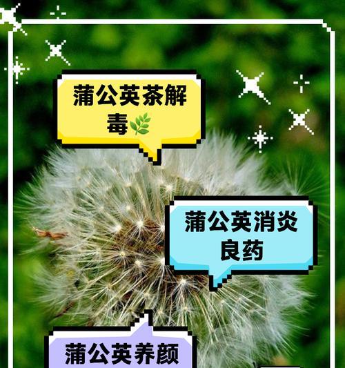 蒲公英有多少个品种？蒲公英品种的分类方法是什么？