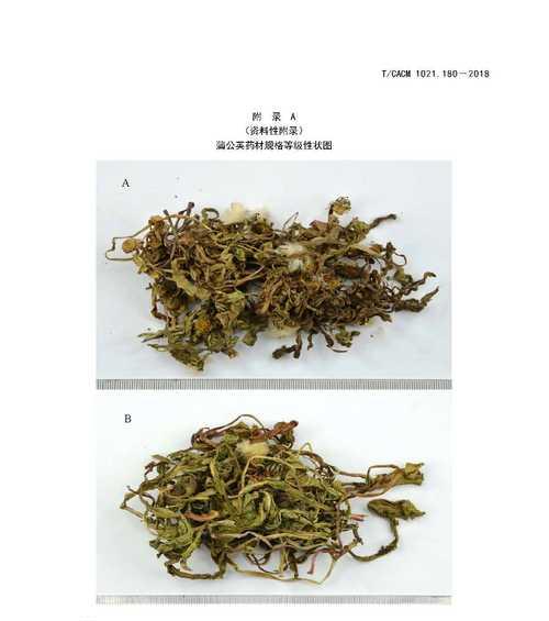 蒲公英有多少个品种？蒲公英品种的分类方法是什么？