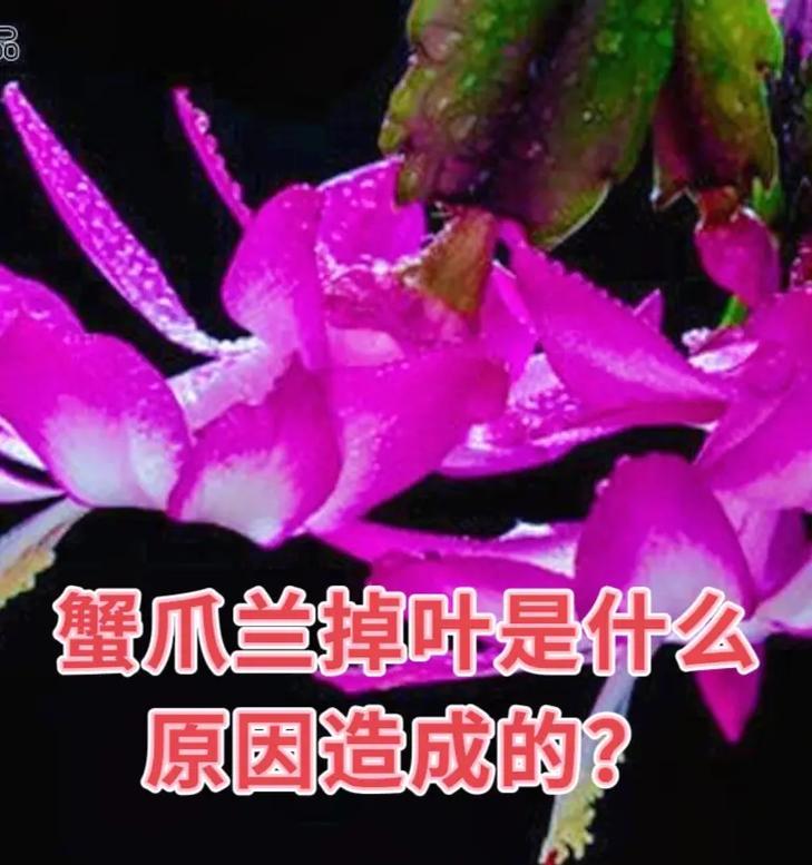 蟹爪兰养殖的秘诀是什么？如何解决常见问题？