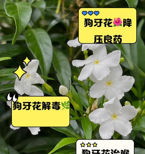狗牙花的养殖方法有哪些？