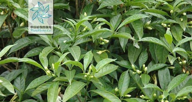 狗牙花的养殖方法有哪些？