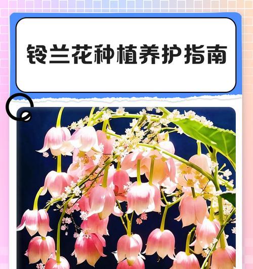 铃兰花的最佳种植时间是什么时候？