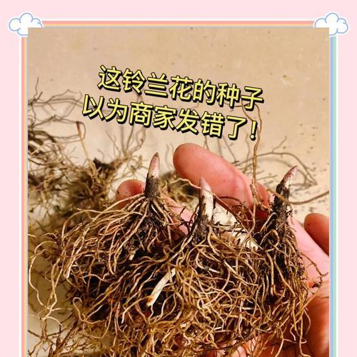 铃兰花的最佳种植时间是什么时候？
