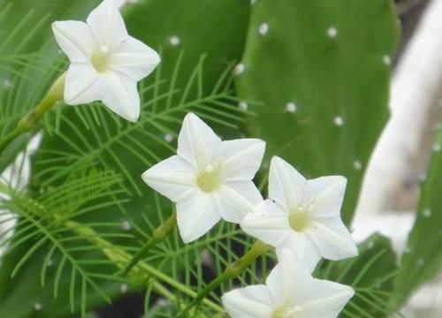 茑萝的花语是什么？茑萝的寓意和特点有哪些？