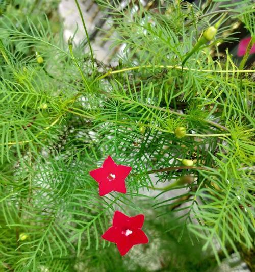 茑萝的花语是什么？茑萝的寓意和特点有哪些？
