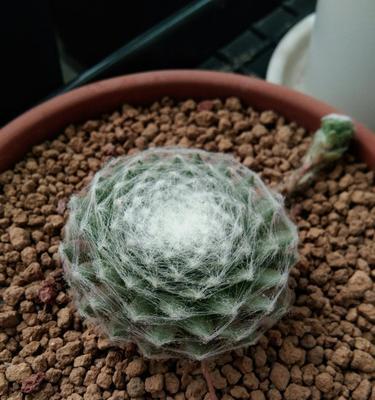 蛛丝卷绢的养殖技巧是什么？如何处理常见问题？