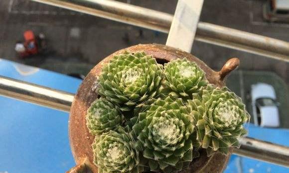 蛛丝卷绢的养殖技巧是什么？如何处理常见问题？
