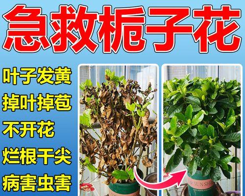 桅子花烂根的处理方法是什么？