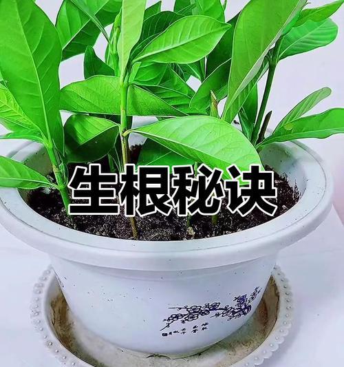 桅子花烂根的处理方法是什么？