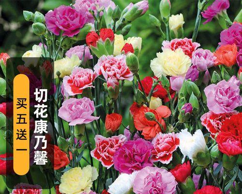 切花花卉有哪些？如何挑选和养护切花？