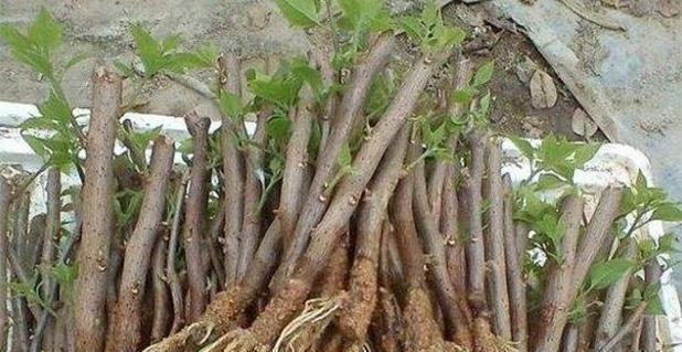 花木种植的常见问题和解决办法是什么？
