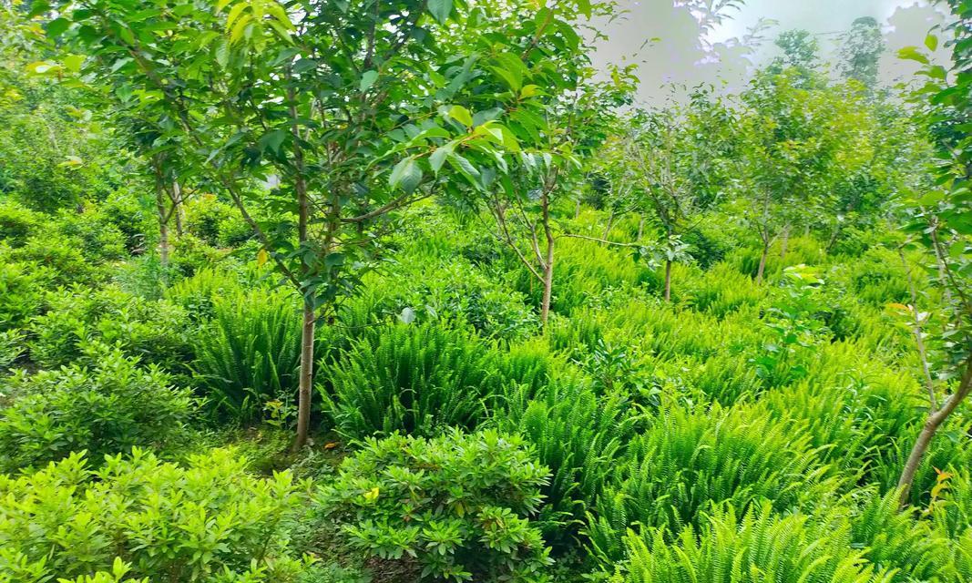 花木种植的常见问题和解决办法是什么？