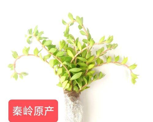 盆栽垂盆草的养殖方法是什么？