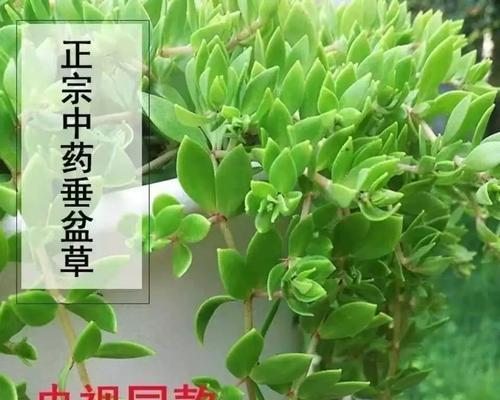 盆栽垂盆草的养殖方法是什么？