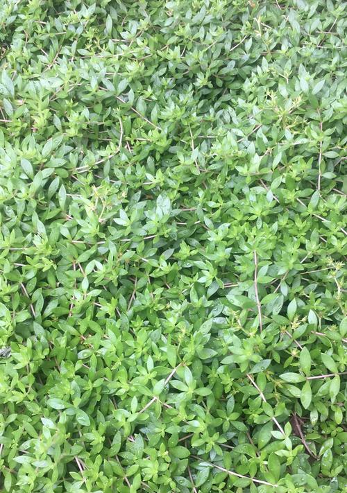 盆栽垂盆草的养殖方法是什么？