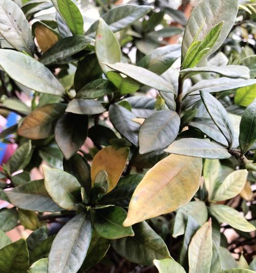 栀子花叶子发黄怎么处理？可能的原因是什么？