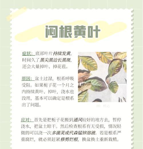 栀子花叶子发黄怎么处理？可能的原因是什么？