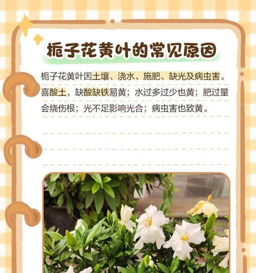 栀子花叶子发黄怎么处理？可能的原因是什么？