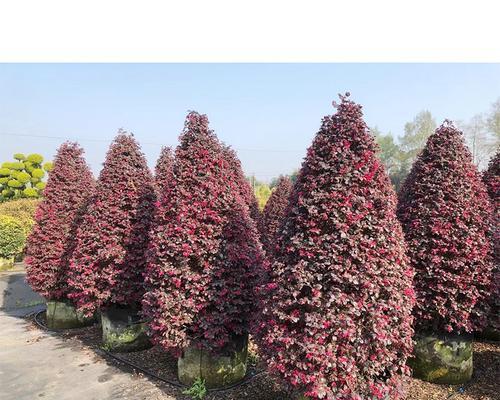红花继木是什么植物？红花继木的特性是什么？