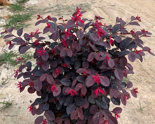 红花继木是什么植物？红花继木的特性是什么？
