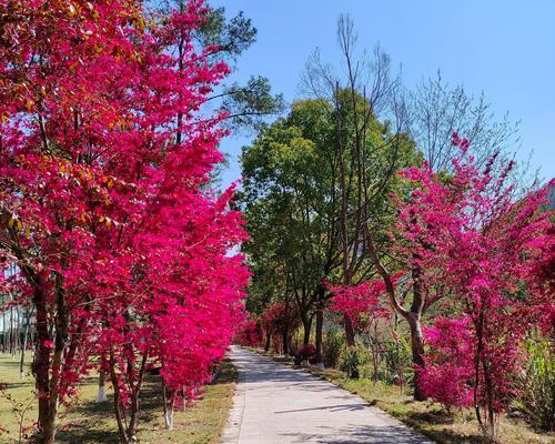红花继木是什么植物？红花继木的特性是什么？