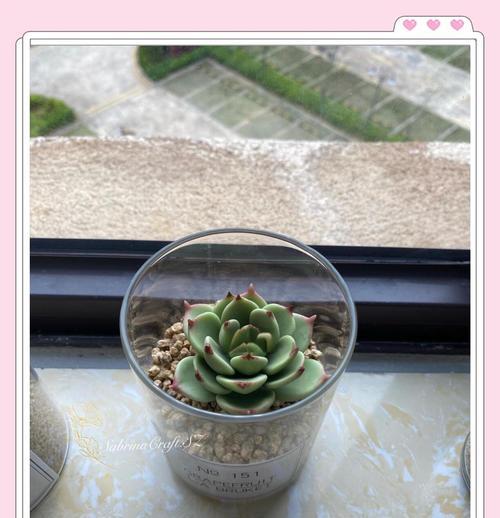 吉娃莲开花的条件是什么？