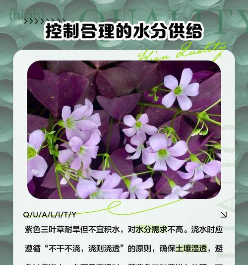 三叶草浇水的最佳时间和方法是什么？
