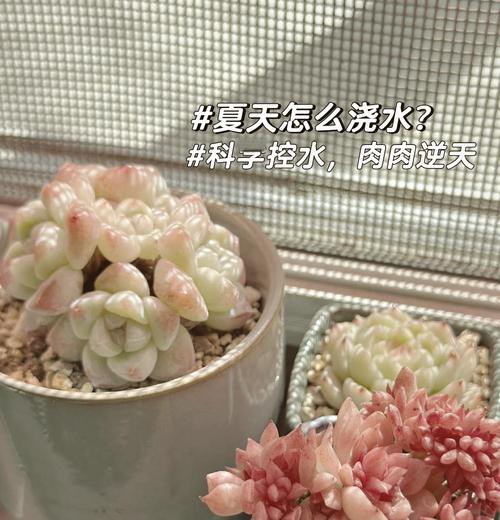 三叶草浇水的最佳时间和方法是什么？