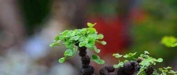 三叶草浇水的最佳时间和方法是什么？