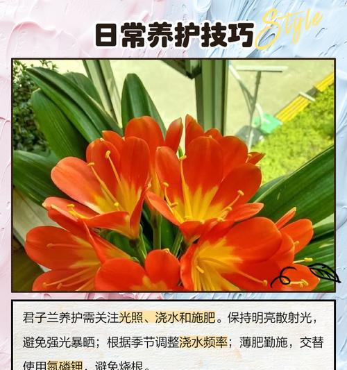 君子兰烂根后有哪些处理方法？