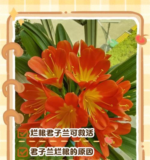 君子兰烂根后有哪些处理方法？