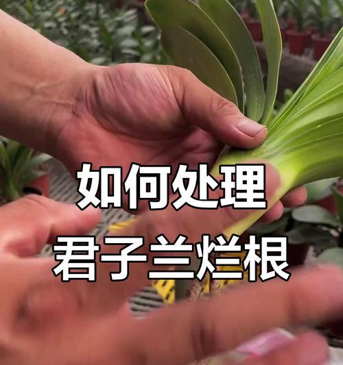 君子兰烂根后有哪些处理方法？