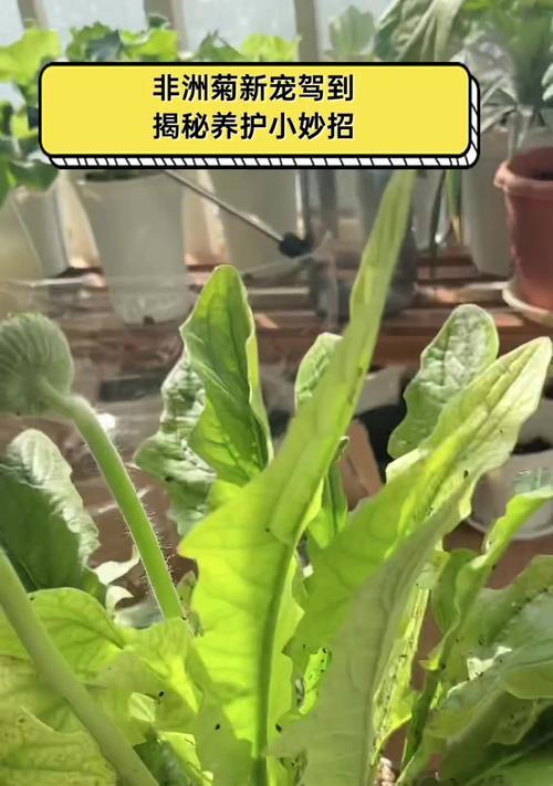 非洲菊播种方法是什么？如何提高发芽率？
