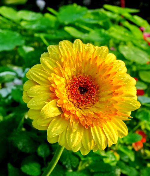 非洲菊播种方法是什么？如何提高发芽率？