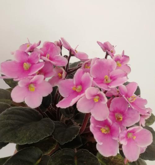 紫罗兰开花的季节是什么时候？
