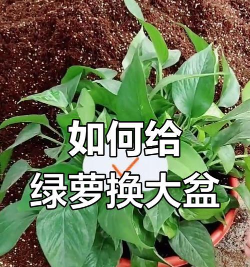 绿萝分枝的正确方法是什么？如何促进绿萝快速分枝？